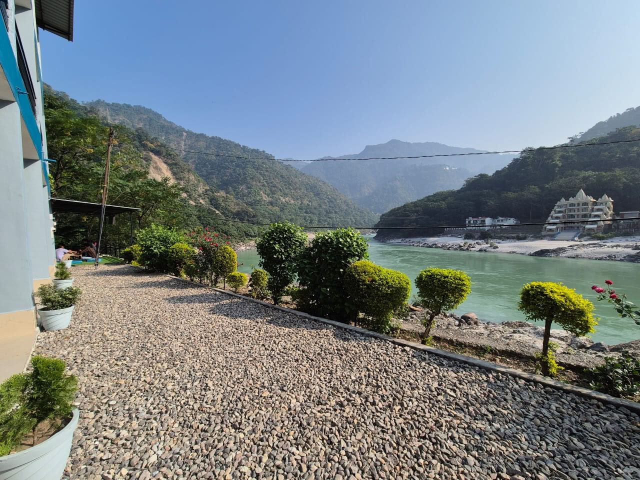 Ein Himalaya-Baum am Ganges, Rishikesh