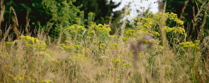 Das Hirten-Glamping